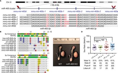 Ablation of the miR-465 Cluster Causes a Skewed Sex Ratio in Mice